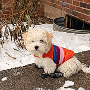 Whisper joined the competition — help win amazing prizes! puppy, dog, white_dog, small_dog, winter, snow, colorful_jacket, booties, brick_wall, outdoor, cute, fluffy, pet, cold_weather, plant, dried_leaves, sidewalk, adorable, animal, canine
