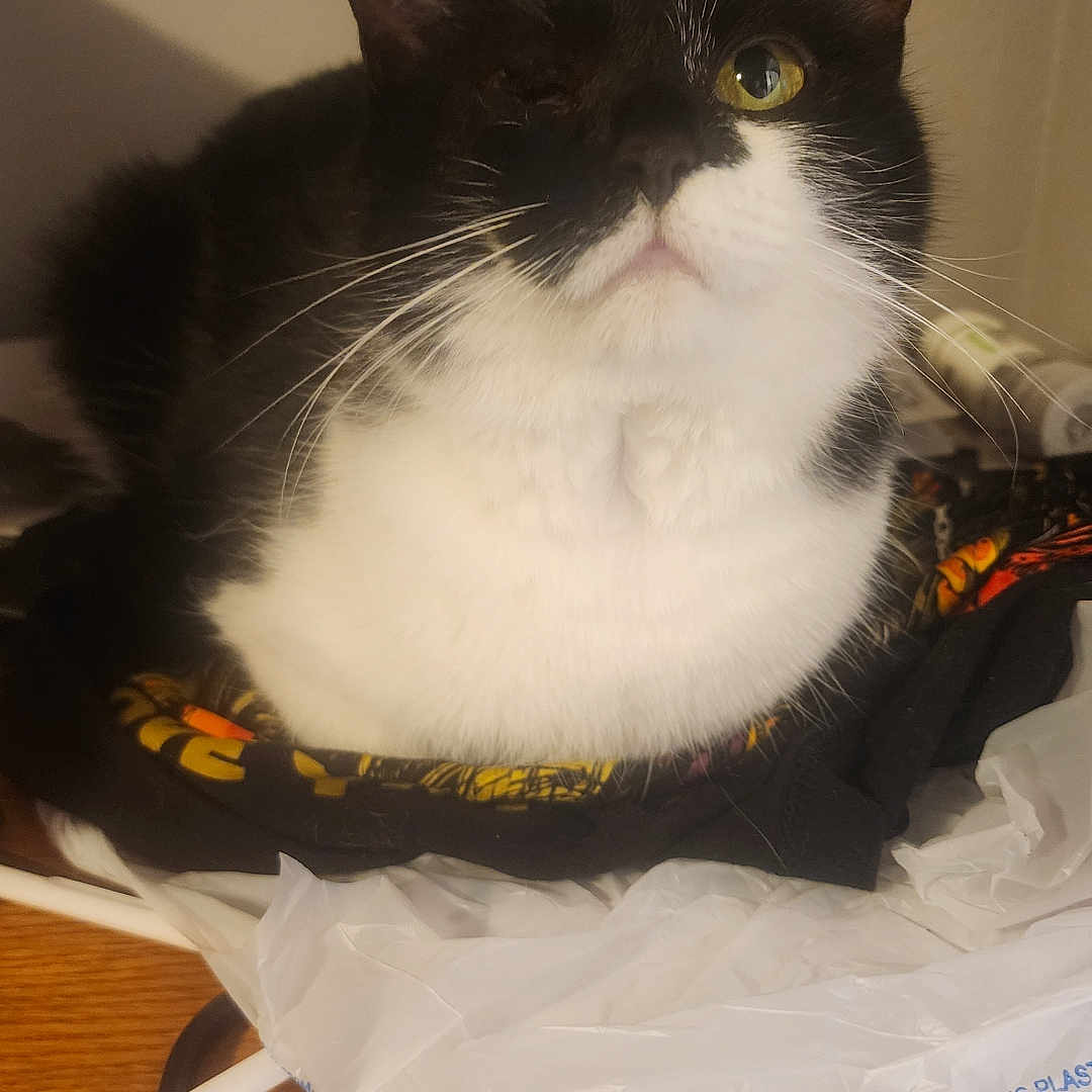 Gohma is registered to the contest to win money with this photo: abyssinian, accessories, animal, bag, blackcat, cat, electronics, handbag, hanger, hardware, hardwood, kitten, leash, manx, pet, plastic, plasticbag, plywood, strap, wood