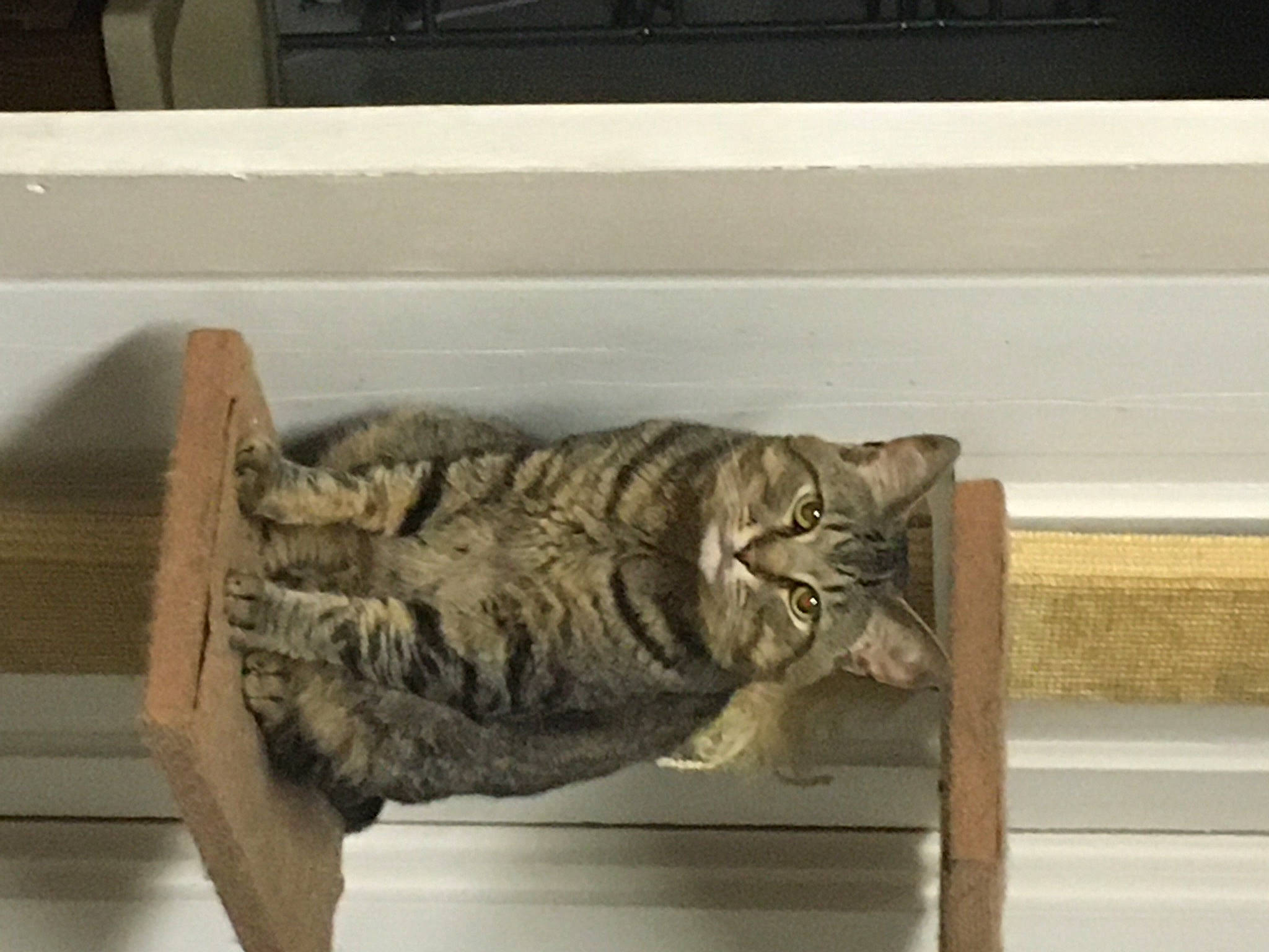 Spazz joined the competition — help win amazing prizes! american_shorthair, asian, carnivore, cat, domestic_short_haired_cat, dragon_li, european_shorthair, felidae, fur, furniture, interior_design, ocicat, small_to_medium_sized_cats, square, tabby_cat, table, tail, whiskers, window, wood