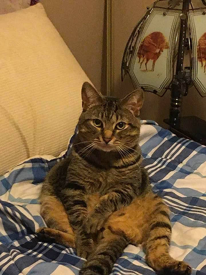 Spazz is registered to the contest to win money with this photo: american_bobtail, american_shorthair, asian, bengal, california_spangled, carnivore, cat, domestic_short_haired_cat, dragon_li, european_shorthair, felidae, fur, kitten, mammal, pixie_bob, small_to_medium_sized_cats, snout, tabby_cat, toyger, whiskers