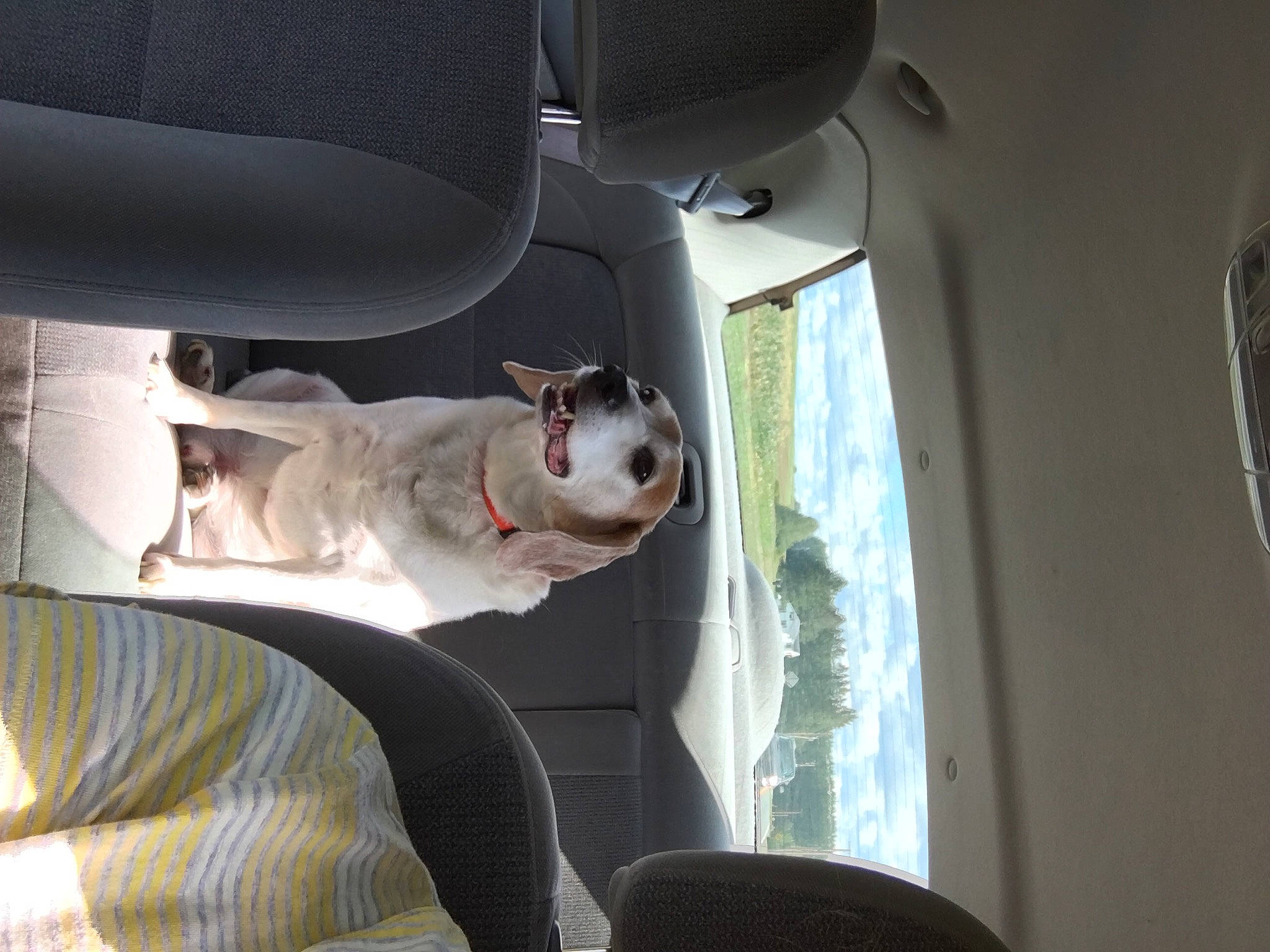 Shiloh joined the competition — help win amazing prizes! boston_terrier, bull_terrier, canidae, carnivore, comfort, companion_dog, dog, dog_breed, ear, fawn, mammal, non_sporting_group, whiskers