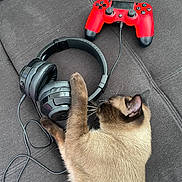 Charly a rejoint le concours — aidez-le/la à gagner de superbes lots ! cat, siamese_cat, headphones, gaming_controller, red_controller, black_headphones, couch, gray_couch, pet, paw, wire, technology, indoor, relaxation, animal, feline, leisure, closeup, home, playful