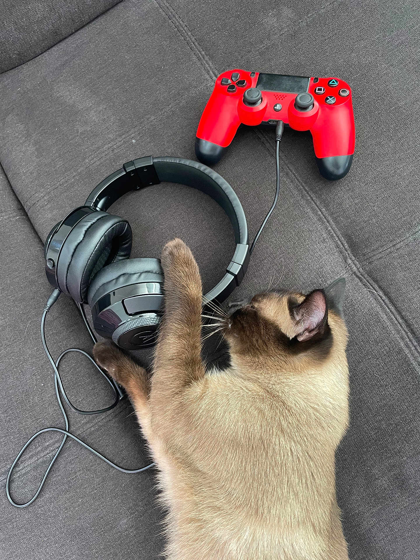 Charly a rejoint le concours — aidez-le/la à gagner de superbes lots ! cat, siamese_cat, headphones, gaming_controller, red_controller, black_headphones, couch, gray_couch, pet, paw, wire, technology, indoor, relaxation, animal, feline, leisure, closeup, home, playful