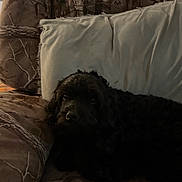 Bear joined the competition — help win amazing prizes! dog, black_dog, pet, animal, fluffy, furry, long_hair, dark_coat, lying_down, lounging, couch, sofa, pillows, camouflage, indoor, home, living_room, portrait, cozy, sleepy
