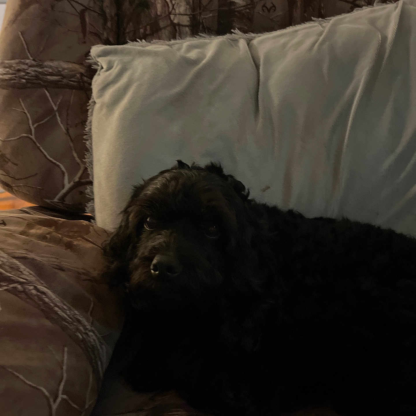 Bear