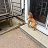 Shiloh Moran joined the competition — help win amazing prizes! puppy, dog, golden_retriever, step, door, screen_door, house_exterior, siding, air_conditioner, concrete, barking, playful, pet, collar, outdoor, wooden_chair, window, reflection, sidewalk, animal