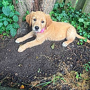 Shiloh Moran joined the competition — help win amazing prizes! puppy, dog, golden_retriever, young_dog, collar, outdoor, tree_trunk, ivy, soil, fence, greenery, nature, pet, animal, cute, lying_down, curious, garden, young_animal, fur