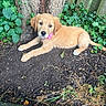 puppy, dog, golden_retriever, young_dog, collar, outdoor, tree_trunk, ivy, soil, fence, greenery, nature, pet, animal, cute, lying_down, curious, garden, young_animal, fur