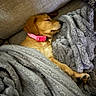 Shiloh Moran is registered to the contest to win money with this photo: dog, puppy, golden_retriever, sleeping, blanket, couch, indoor, pet, cozy, fur, collar, resting, snuggled, soft, comfort, animal, cute, relaxing, home, peaceful