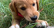 Shiloh Moran is registered to the contest to win money with this photo: puppy, dog, grass, stick, outdoor, close_up, cute, pet, brown_fur, white_paws, nature, fence, young_dog, animal, playful, snout, collar, paw, canine, chewing