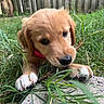 puppy, dog, grass, stick, outdoor, close_up, cute, pet, brown_fur, white_paws, nature, fence, young_dog, animal, playful, snout, collar, paw, canine, chewing