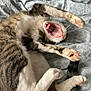 Baghera a rejoint le concours — aidez-le/la à gagner de superbes lots ! animal, bed, bedspread, cat, cute, domestic_animal, feline, fur, indoor, mouth_open, pattern, paw, pink_paw_pads, relaxed, sleepy, stretching, teeth, tongue, whiskers, yawning