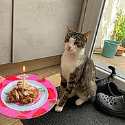 Baghera participe au concours pour gagner de l'argent avec cette photo : cat, tabby_cat, plate, birthday_candle, food, shoes, mat, door, window, plant, indoor, tile_floor, curious, pet, animal, celebration, light, pink, green, houseplant