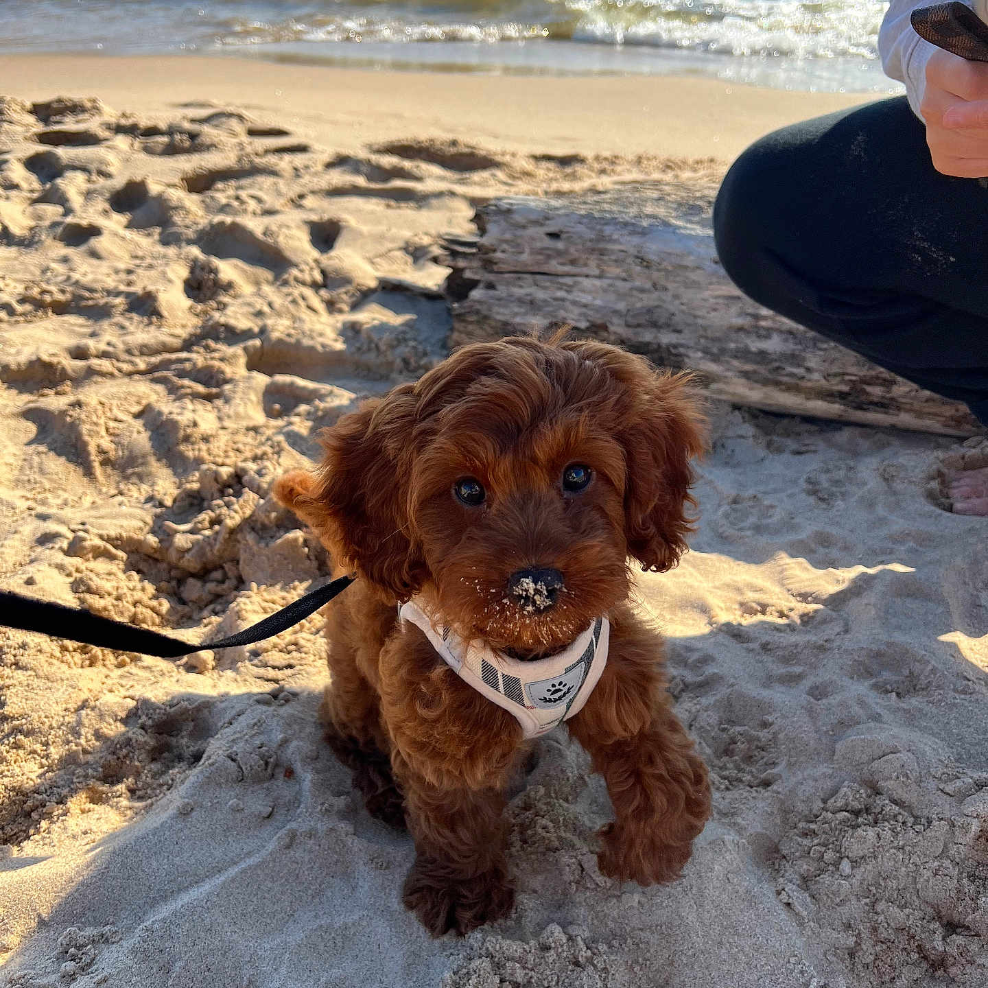 Millie is registered to the contest to win money with this photo: adult, animal, beach, canine, coast, dog, face, head, male, nature, outdoors, person, pet, photography, portrait, puppy, sea, shoreline, soil, water