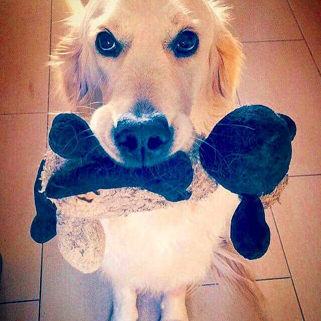 Aiko a rejoint le concours — aidez-le/la à gagner de superbes lots ! adorable, animal, canine, cute, dog, domestic_animal, floor, fur, golden_retriever, indoor, looking_up, mouth_holding, pet, pet_toy, playful, plush_toy, puppy, tile, toy, young_dog