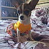 dog, chihuahua, puppy, small_dog, pet, animal, yellow_shirt, floral_skirt, dressed_pet, sitting, upright, large_ears, brown_and_white, white_chest, black_nose, bed, bedroom, floral_bedding, shelves, indoor