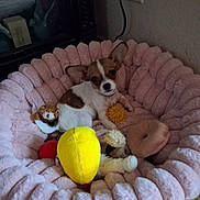 Athena is registered to the contest to win money with this photo: puppy, dog, small_dog, brown_and_white, pet, animal, donut_bed, pink_bed, plush_bed, dog_toys, yellow_toy, red_toy, stuffed_animal, indoor, home, cute, sitting, lying_down, portrait, playful