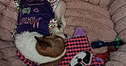 Athena is registered to the contest to win money with this photo: dog, small_dog, sleeping, curled_up, pet, dog_clothing, purple_outfit, plush_bed, donut_bed, cozy, indoor, toy, chew_toy, colorful, pink, blanket, cushion, resting, cute, pet_bed