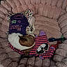 dog, small_dog, sleeping, curled_up, pet, dog_clothing, purple_outfit, plush_bed, donut_bed, cozy, indoor, toy, chew_toy, colorful, pink, blanket, cushion, resting, cute, pet_bed