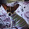 dog, chihuahua, puppy, pet, sweater, striped_clothing, large_ears, brown_and_white, sitting, bed, bedding, floral_pattern, bedroom, indoors, portrait, close_up, animal, cute, alert, home
