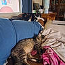 Zoe is registered to the contest to win money with this photo: cat, cats, calico_cat, tabby_cat, sleeping,  lounging, couch, sofa, blanket, cushion, fluffy, fur, pet, indoor, home, cozy, relaxing, nap, furniture, portrait