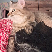 Zoe is registered to the contest to win money with this photo: cat, tabby_cat, fluffy, fur, whiskers, ears, paws, pet, animal, indoors, portrait, close_up, lounging, relaxed, black_handbag, purse, red_blanket, floral_pattern, dresser, home_decor
