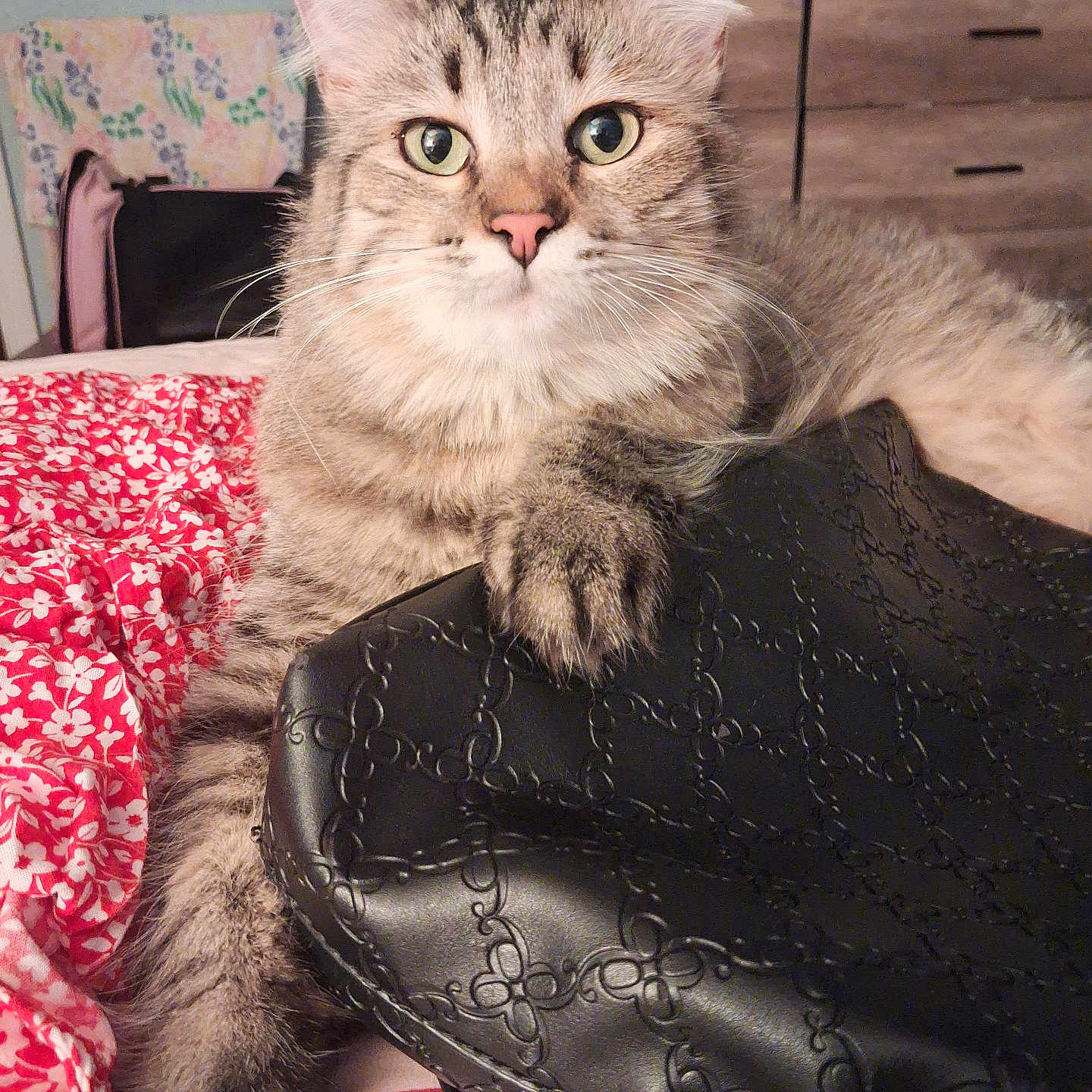 Zoe