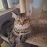 Zoe is registered to the contest to win money with this photo: cat, tabby, fluffy, feline, pet, animal, portrait, sitting, indoors, cat_tree, scratching_post, carpet, green_eyes, whiskers, ears, fur, brown, gray, cute, alert