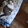 cat, cats, tabby, white_cat, black_and_white_cat, pet, animal, portrait, sitting, blanket, floral_blanket, couch, tile_floor, indoor, home, collar, toys, whiskers, ears, photobomb