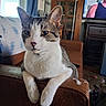 cat, pet, feline, tabby, white_fur, striped_fur, portrait, close_up, sitting, lounging, paws, whiskers, ears, eyes, indoors, living_room, armchair, furniture, television, floor_lamp