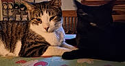 Seven joined the competition — help win amazing prizes! cat, cats, tabby_cat, black_cat, white_cat, animal, pet, feline, lying_down, sitting, indoors, home, living_room, aquarium, fish_tank, television, shoe_rack, furniture, blanket, portrait