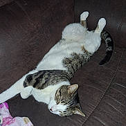Seven joined the competition — help win amazing prizes! cat, tabby, white_fur, striped_fur, lying_down, belly_up, sleeping, relaxed, playful, paws_up, curled_tail, pet, animal, couch, sofa, indoor, home, blanket, flash_photography, portrait