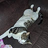 cat, tabby, white_fur, striped_fur, lying_down, belly_up, sleeping, relaxed, playful, paws_up, curled_tail, pet, animal, couch, sofa, indoor, home, blanket, flash_photography, portrait