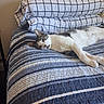 cat, sleeping, relaxed, pet, bed, bedroom, blanket, pillows, plaid, striped, bedding, indoor, home, furniture, lying_down, white_fur, tabby, long_body, paw, cozy