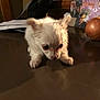 Maggy is registered to the contest to win money with this photo: puppy, dog, small_dog, white_dog, table, onion, paper, indoor, curious, pet, animal, fur, closeup, domestic_animal, cute, young, face, ears, paws, shadow