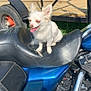 Maggy is registered to the contest to win money with this photo: dog, small_dog, white_dog, motorcycle, motorbike_seat, leather_seat, outdoor, sunlight, greenery, wooden_trailer, wheels, tire, chrome, engine, parked_vehicle, pet, tongue_out, ears_up, happy, animal