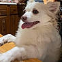 dog, white_dog, fluffy, tongue_out, happy, pet, indoor, wooden_table, kitchen, cabinet, animal, companion, cute, domestic_animal, canine, fur, household, smiling, friendly, portrait