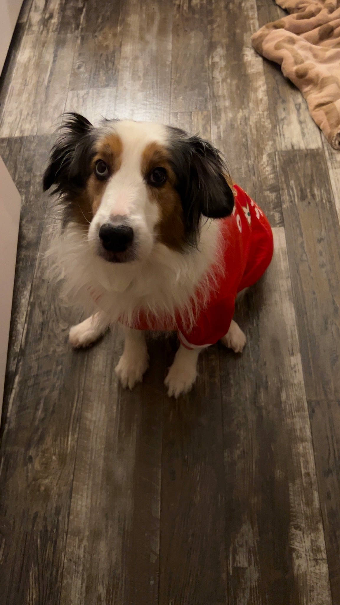 Boomer is registered to the contest to win money with this photo: canidae, carnivore, companion_dog, dog, dog_breed, flooring, fur, hardwood, herding_dog, nail, puppy, snout, sporting_group, terrestrial_animal, toy_dog, whiskers, wood, working_animal, working_dog, wrist