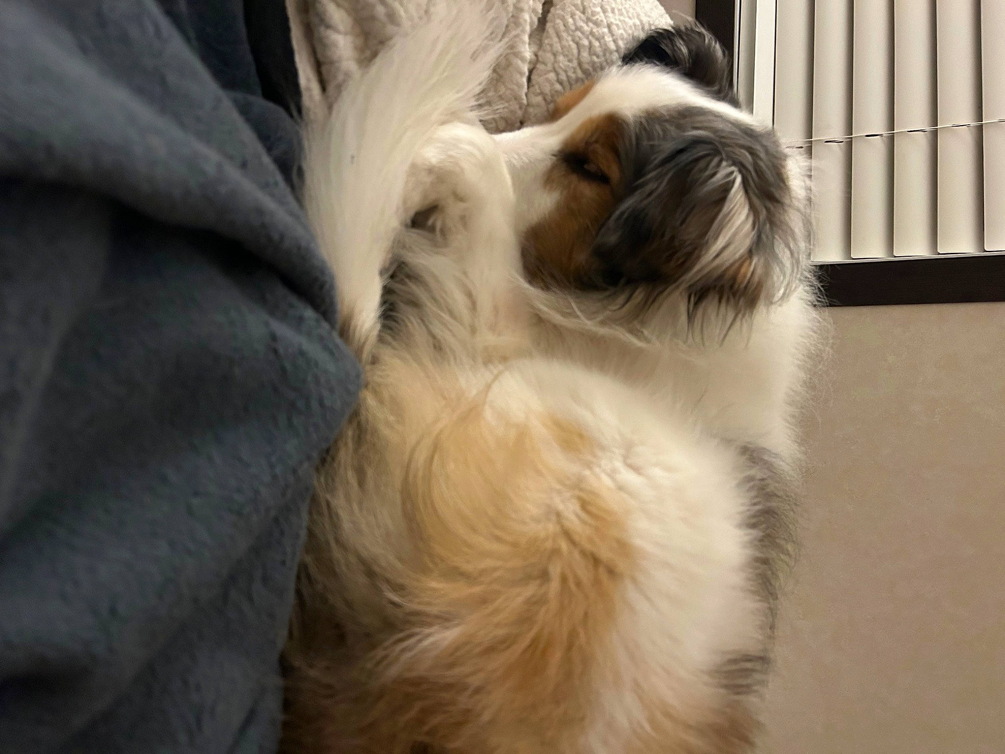 Boomer is registered to the contest to win money with this photo: canidae, carnivore, companion_dog, dog, dog_breed, fawn, fur, liver, non_sporting_group, snout, sporting_group, tail, terrestrial_animal, toy_dog, whiskers, working_animal