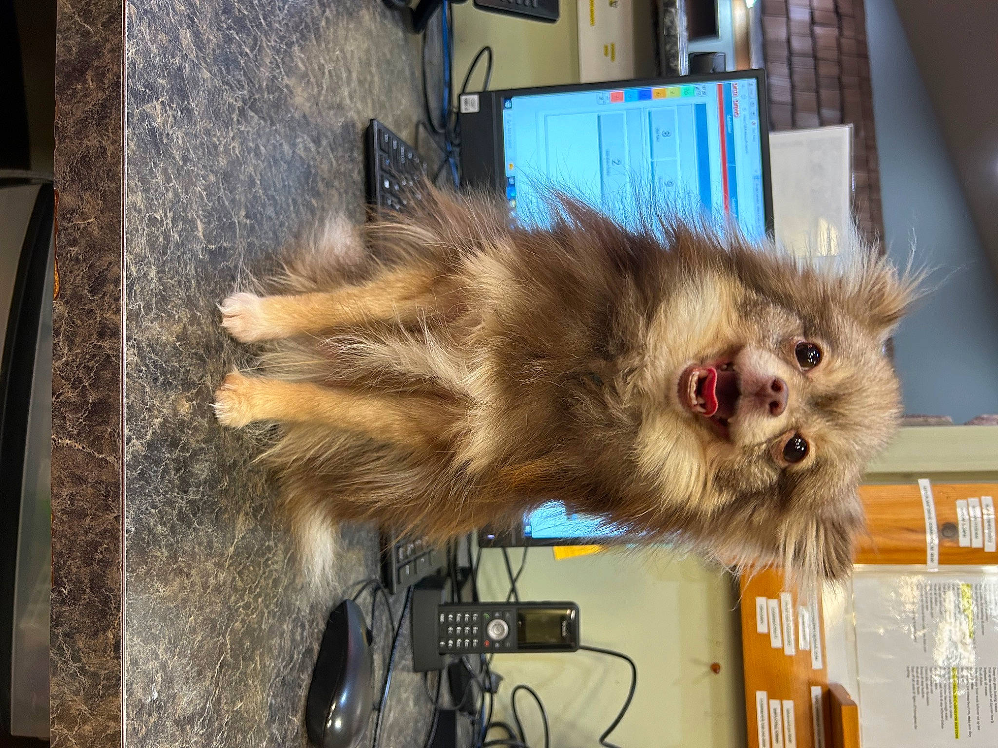 Pipsqueak joined the competition — help win amazing prizes! canidae, claw, companion_dog, dog_breed, event, fawn, felidae, fur, small_to_medium_sized_cats, snout, tail, terrestrial_animal, tire, wheel, whiskers