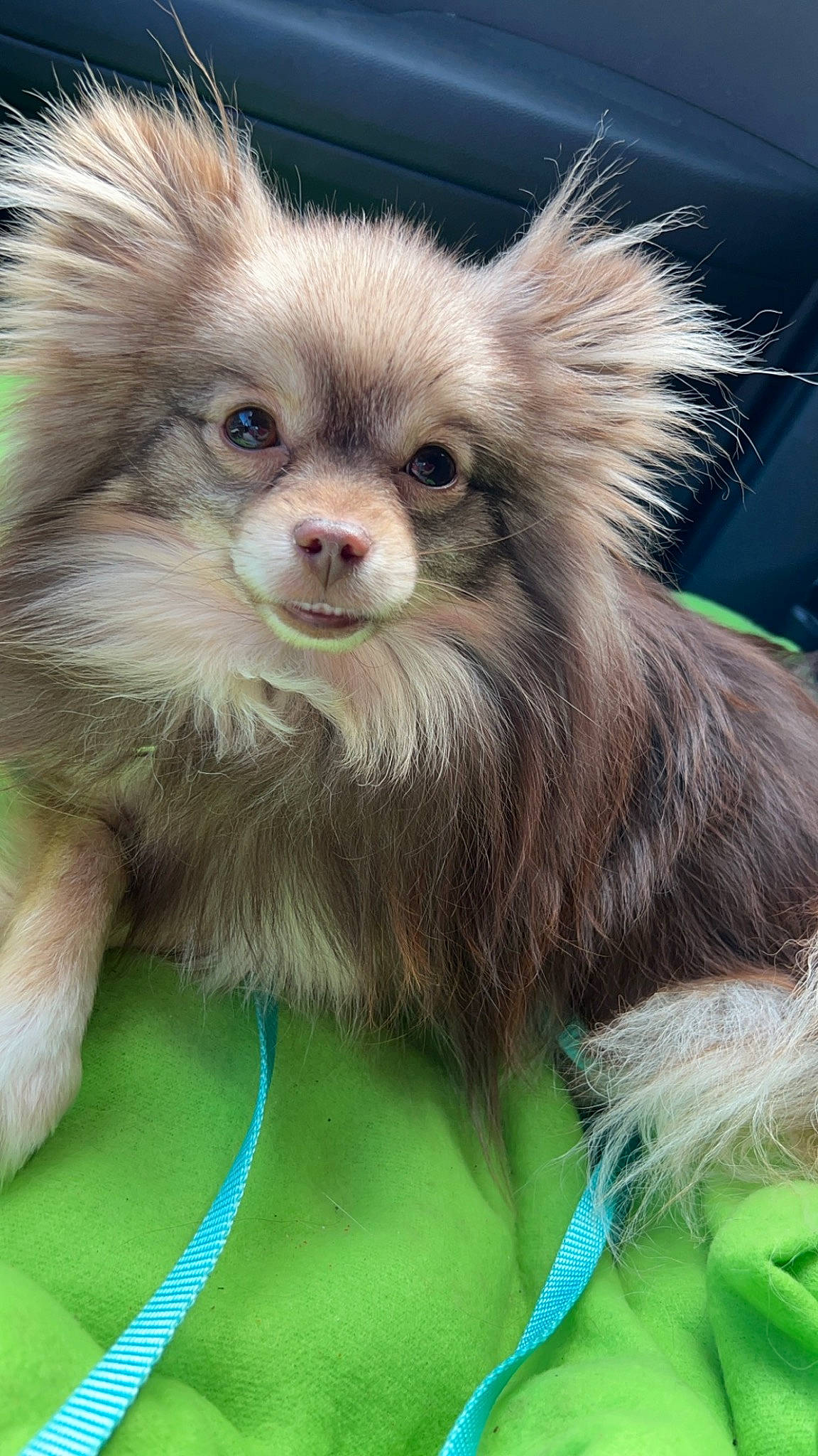 Pipsqueak joined the competition — help win amazing prizes! ancient_dog_breeds, canidae, carnivore, companion_dog, dog, dog_breed, dog_supply, ear, fawn, fur, iris, liver, snout, terrestrial_animal, toy_dog, whiskers, wildlife, working_animal