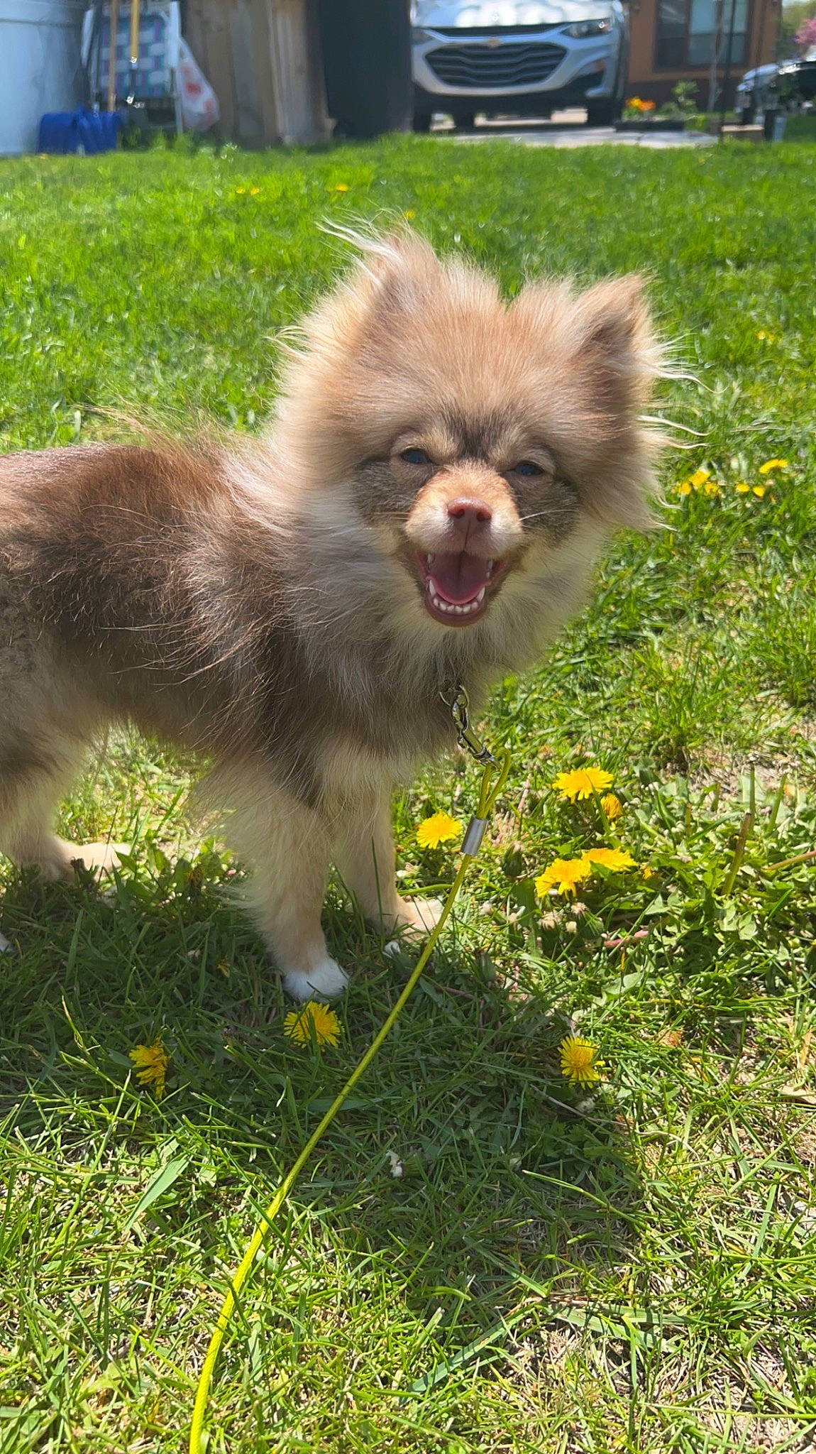 Pipsqueak is registered to the contest to win money with this photo: canidae, carnivore, companion_dog, dog, dog_breed, fawn, flower, fur, german_spitz, german_spitz_klein, grass, plant, snout, sporting_group, tail, terrestrial_animal, toy_dog, wheel, wildlife, working_animal