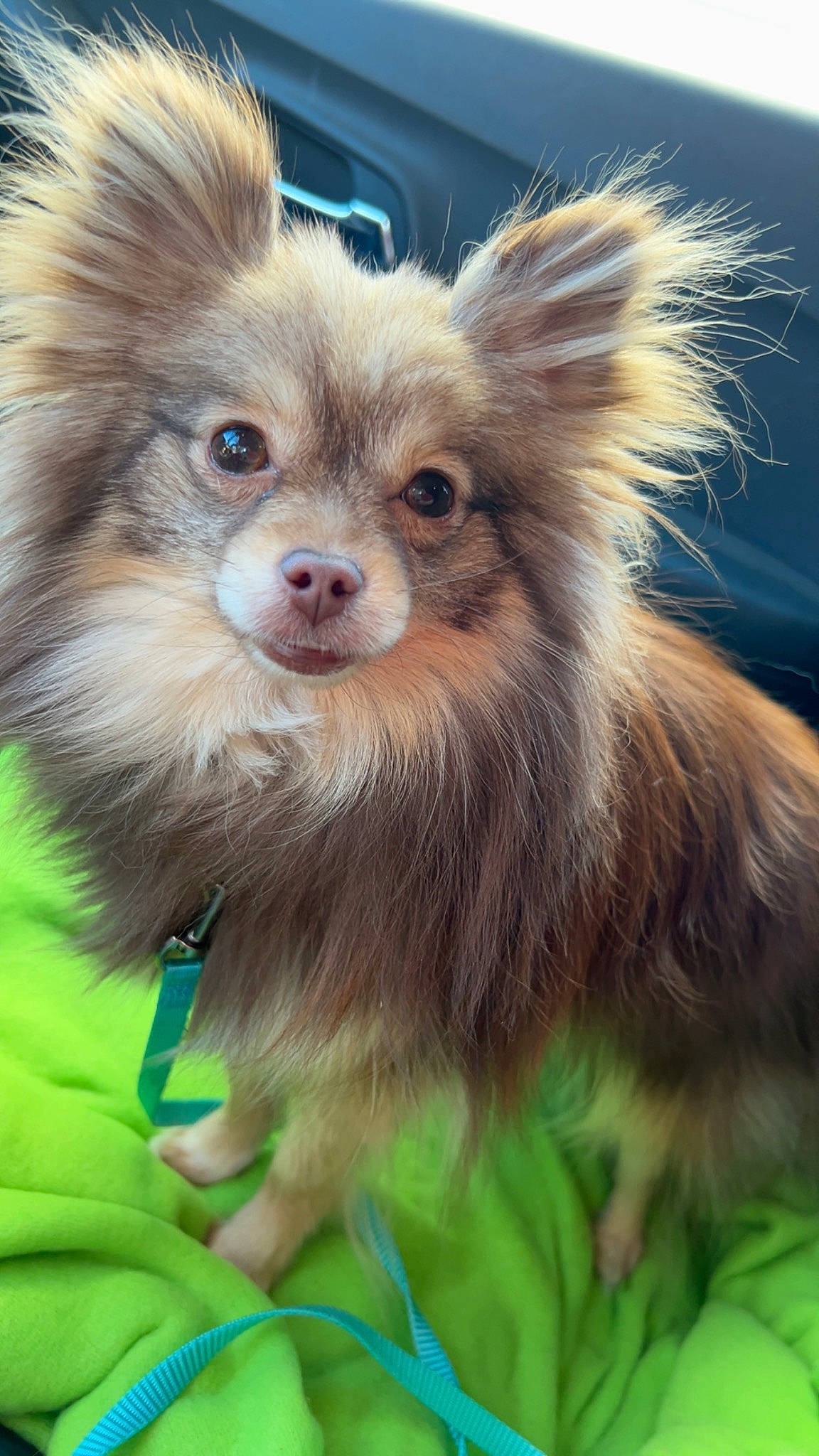 Pipsqueak is registered to the contest to win money with this photo: canidae, carnivore, companion_dog, corgi_chihuahua, dog, dog_breed, dog_supply, fawn, fur, german_spitz, german_spitz_mittel, liver, snout, spitz, sporting_group, terrestrial_animal, toy_dog, volpino_italiano, whiskers, working_animal