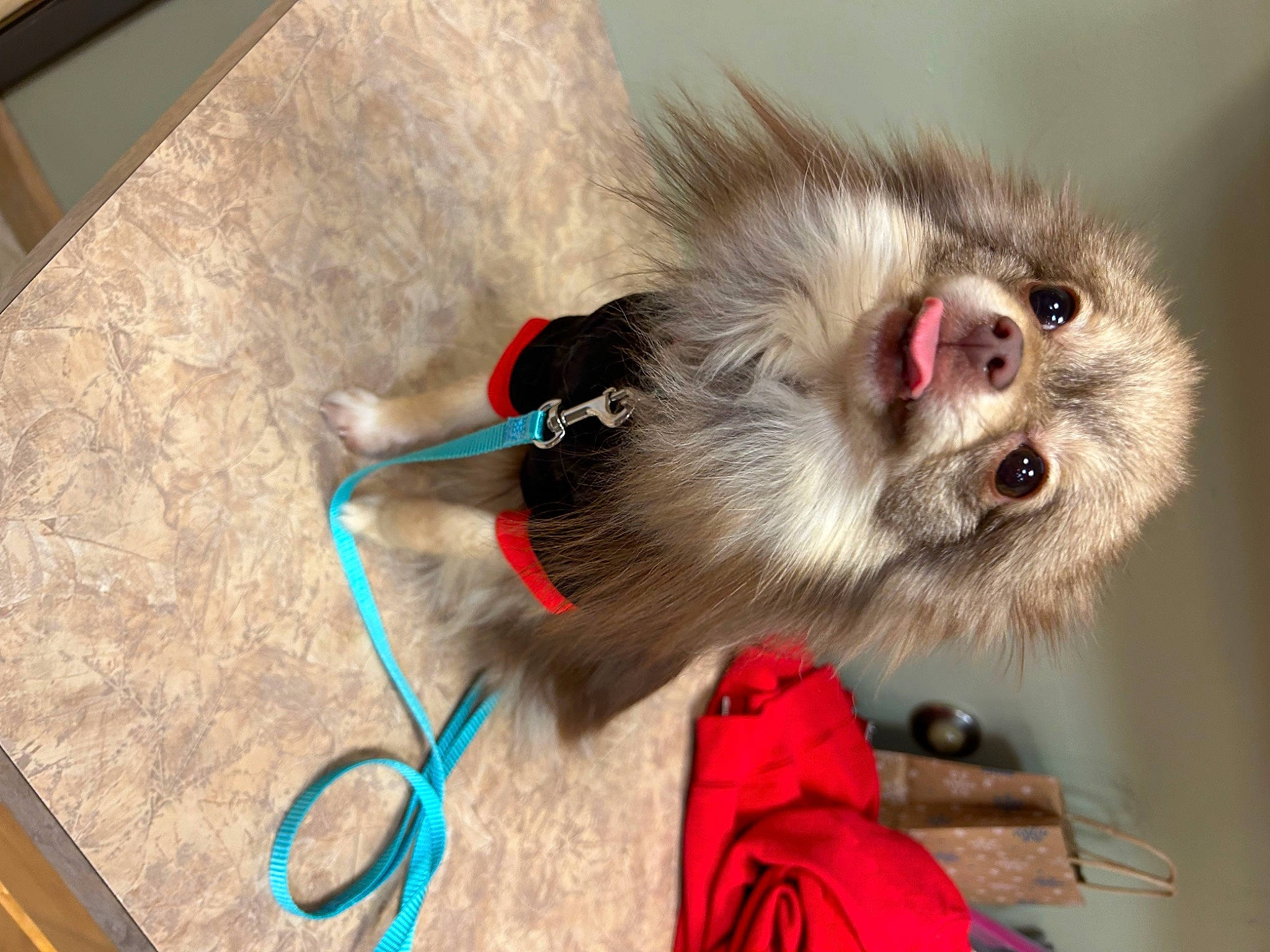 Pipsqueak is registered to the contest to win money with this photo: canidae, carnivore, collar, companion_dog, dog_breed, dog_supply, fashion_accessory, fawn, fur, leash, liver, macaque, paw, pet_supply, primate, snout, sporting_group, tail, whiskers, working_animal