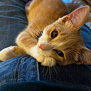 Wilma joined the competition — help win amazing prizes! kitten, cat, ginger_cat, pet, animal, feline, cute, lap, denim, jeans, relaxing, whiskers, closeup, indoor, soft, fur, pink_nose, resting, cozy, companion
