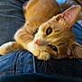 kitten, cat, ginger_cat, pet, animal, feline, cute, lap, denim, jeans, relaxing, whiskers, closeup, indoor, soft, fur, pink_nose, resting, cozy, companion