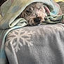 Joey joined the competition — help win amazing prizes! dog, blanket, sleepy, cozy, fur, snuggled, indoor, pet, resting, soft, pastel_colors, fabric, snowflake_pattern, cute, relaxed, animal, home, comfort, fur_texture, warm
