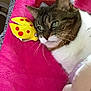 cat, tabby, white, toy, yellow, cheese, pink_blanket, feline, pet, resting, whiskers, indoor, cozy, relaxed, soft_texture, closeup, fur, cute, animal, companion