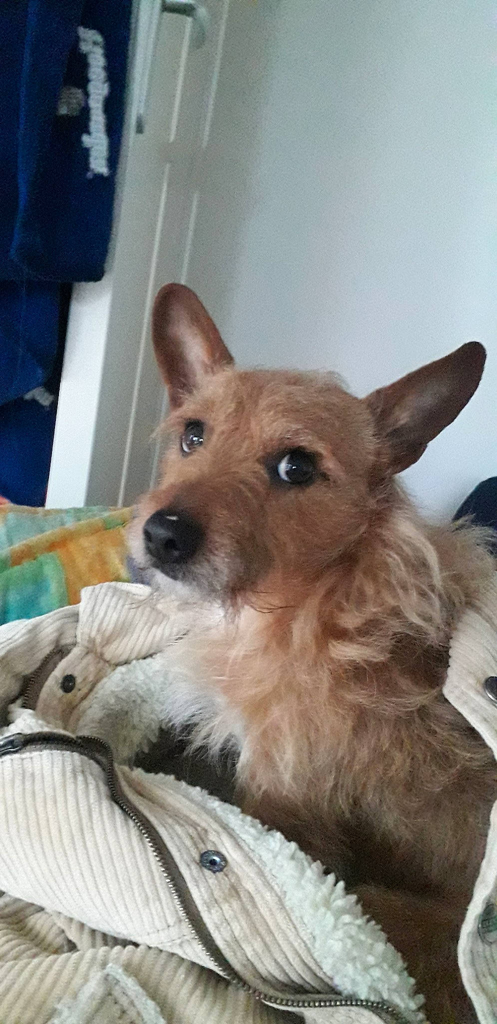 Mystic a rejoint le concours — aidez-le/la à gagner de superbes lots ! canidae, carnivore, companion_dog, dog, dog_breed, fawn, mammal, pembroke_welsh_corgi, puppy, rare_breed_dog, vertebrate, welsh_corgi