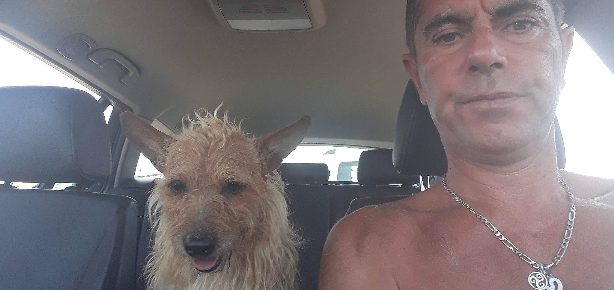 Mystic participe au concours pour gagner de l'argent avec cette photo : berger_picard, cairn_terrier, canidae, carnivore, dog, dog_breed, glen_of_imaal_terrier, irish_wolfhound, mammal, snout, terrier, vertebrate